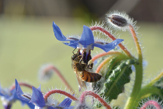 Abeille sur bourrache bleue
Photo de J&eacute;r&ocirc;me Hutin
