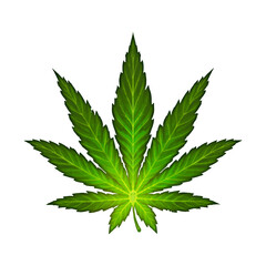 Cannabis leaf illustration realism isolate. Healing herb for relaxation. - 589321630