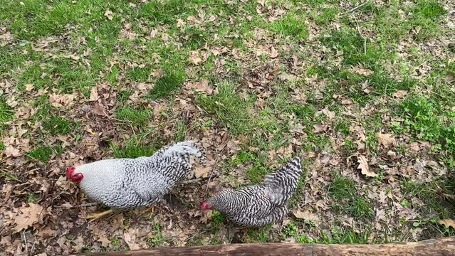 Dominique chickens near wood fence.  Black and white chickens at Lincoln Boyhood National Memorial - Lincoln Living Historical Farm where Abraham Lincoln grew up in Indiana.