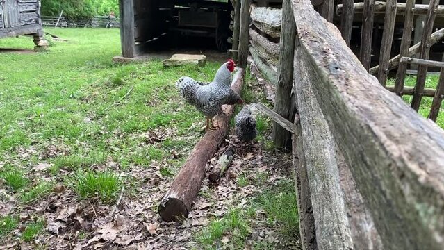 Dominique chickens near wood fence.  Black and white chickens at Lincoln Boyhood National Memorial - Lincoln Living Historical Farm where Abraham Lincoln grew up in Indiana.