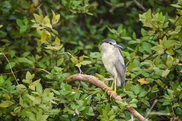 The black-crowned night heron is a small, stocky wading bird that lives year-round in marshes, Squacco Heron (Ardeola ralloides)
