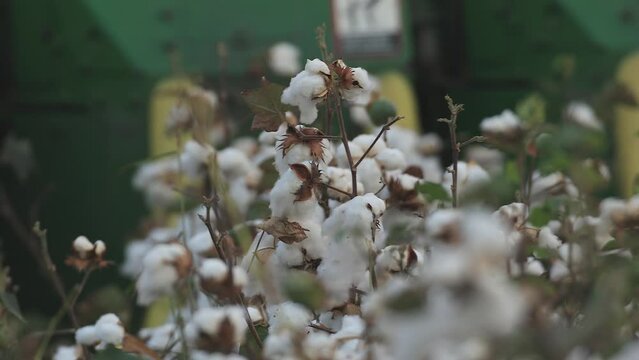 Cotton flowers bloomed and cotton fibers blowed out in summer.