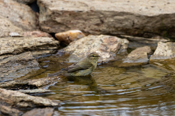 A Chiffchaff (Phylloscopus collybita) having a bath in a pond.