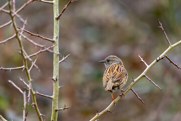 A Dunnock (Prunella modularis) perched in a Hawthorn tree with its back turned.