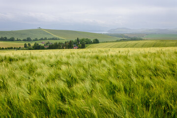 Landscape with a green wheat field