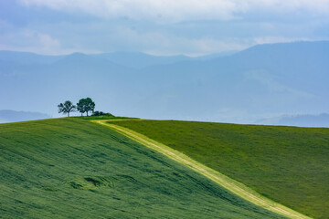Landscape with two trees on hills.