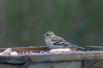 A female Chaffinch (Fringilla coelebs) on the bird table.
