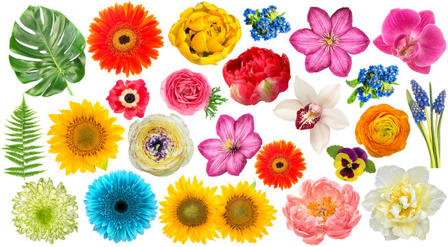 PNG flower head isolated on transparent background. PNG flowers collection