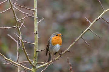 A beautiful European Robin (Erithacus rubecula) perched in a Hawthorn tree.
