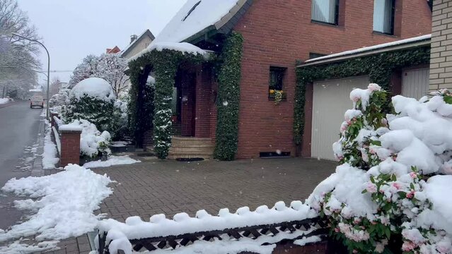Sudden spring frosts. First spring flowers under snow. Snowfall in early spring in Bramsche, North Rhine Westphalia, Germany on April 1, 2022. High quality 4k footage