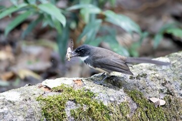 Obraz premium Malaysian pied fantail, Rhipidura javanica, with prey on a branch