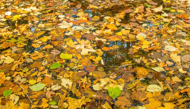 Fall colored leaves floating in Ross Creek, Hoover, Alabama.  The area is named for the railway bridge constructed over Ross Creek by the Confederate Army during the Civil War