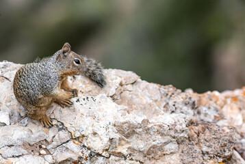 Naklejka na ściany i meble Rock squirrel -Grand Canyon, Arizona 