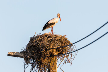 Fototapeta premium Stork guarding a big nest