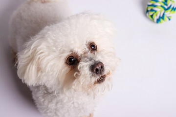 White Maltese dog on white background in studio