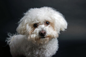 White Maltese dog on white background in studio