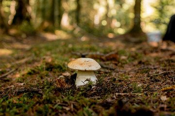 White mushrooms in the woods, on a background of leaves, bright sunlight. Boletus. Mushroom