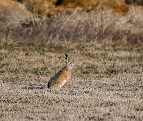 Hare in the field