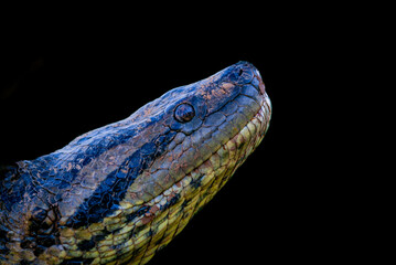 Details of the head and skin of an anaconda with black background. Heaviest snake in the world....