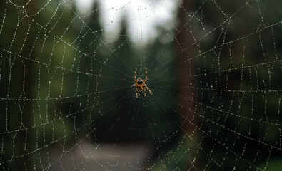 A large spider is sitting on a web in raindrops. Small drops of water on the web. A forest trap for insects.
