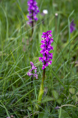  Orchis mascula (L.) L. or early purple orchid in spring, close up