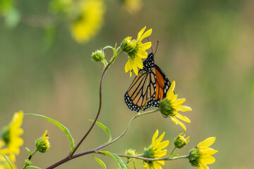 A monarch butterfly gathers nectar from a giant sunflower plant. The yellow petals are vibrant with soft green shadows in the background. 