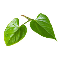 Two Anthurium leaves. Green tropical houseplant leaf. No background png.