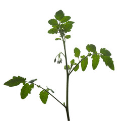 Growing young tomato plant. Tomato seedling branch with buds. No background png. 