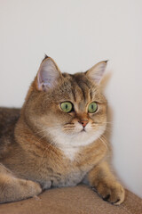 Green - eyed British Shorthair Golden Chinchilla 