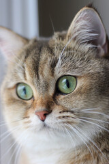 Green - eyed British Shorthair Golden Chinchilla 