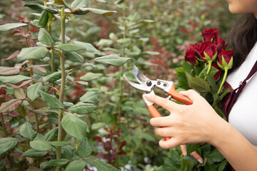 beautiful young woman caring for roses in a greenhouse.