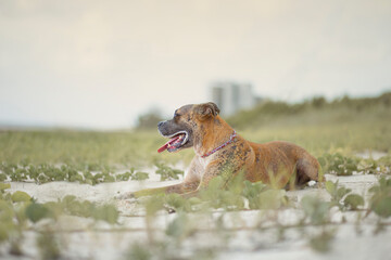 Perro pitbull en la playa