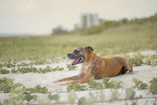 Perro pitbull en la playa