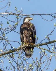 white-tailed eagle