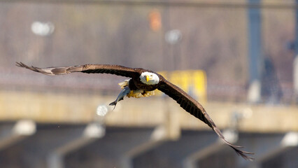 eagle in flight