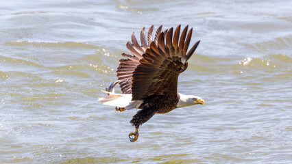 american bald eagle
