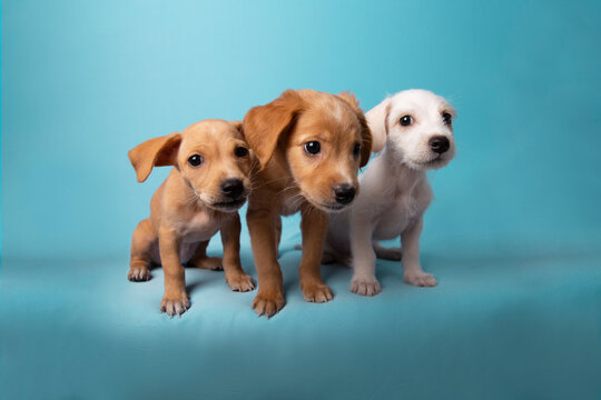 retrato en estudio de perros mestizos cachorros