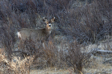 Mule Deer  Does