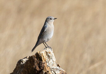 Mountain BLuebird