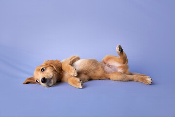 retrato de perro cachorro mestizo café acostado