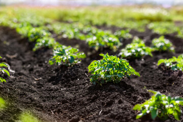 A young potato bush grows in rows in the field. Agricultural plants Selective focus. Soft focus.
