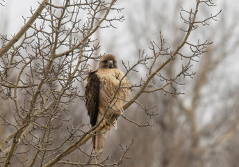 Red-tailed hawk