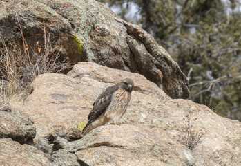 Red-tailed hawk