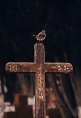 cementerio catolico con cruz en tumba