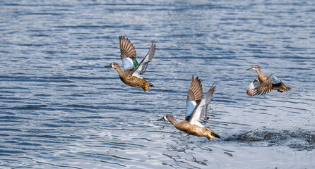 ble winged teal ducks