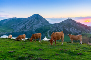 Picturesque rocky landscape and cows grazing in highland pastures above lakes of Covadonga at sunset, Asturias, Spain.. © JackF