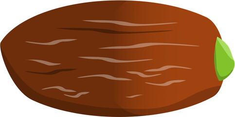 Dates fruit. sweet Kurma fruit. isolated object illustration