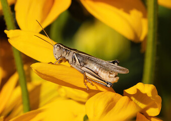 Close up of a grasshopper amid Black-eyed Susan flower petals. 