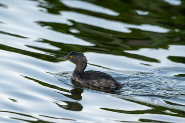 bird on a lake