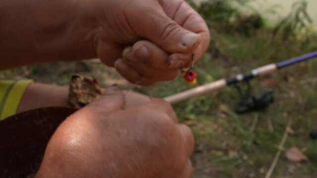 Putting carp bait on a hook rig